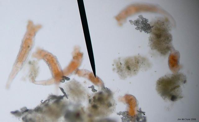 Rotifers/Philodina Roseola