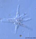 Amoeba