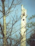 Woodpecker