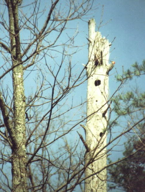 Woodpecker