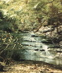 Stream