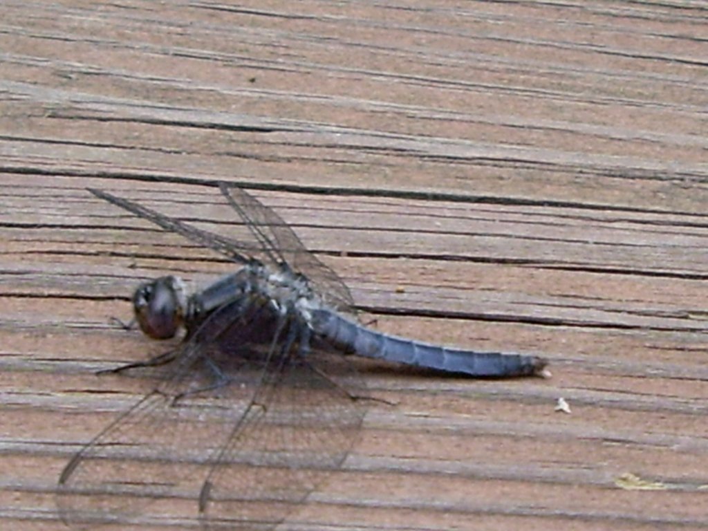 Maywoods - May 2009 - Dragonfly