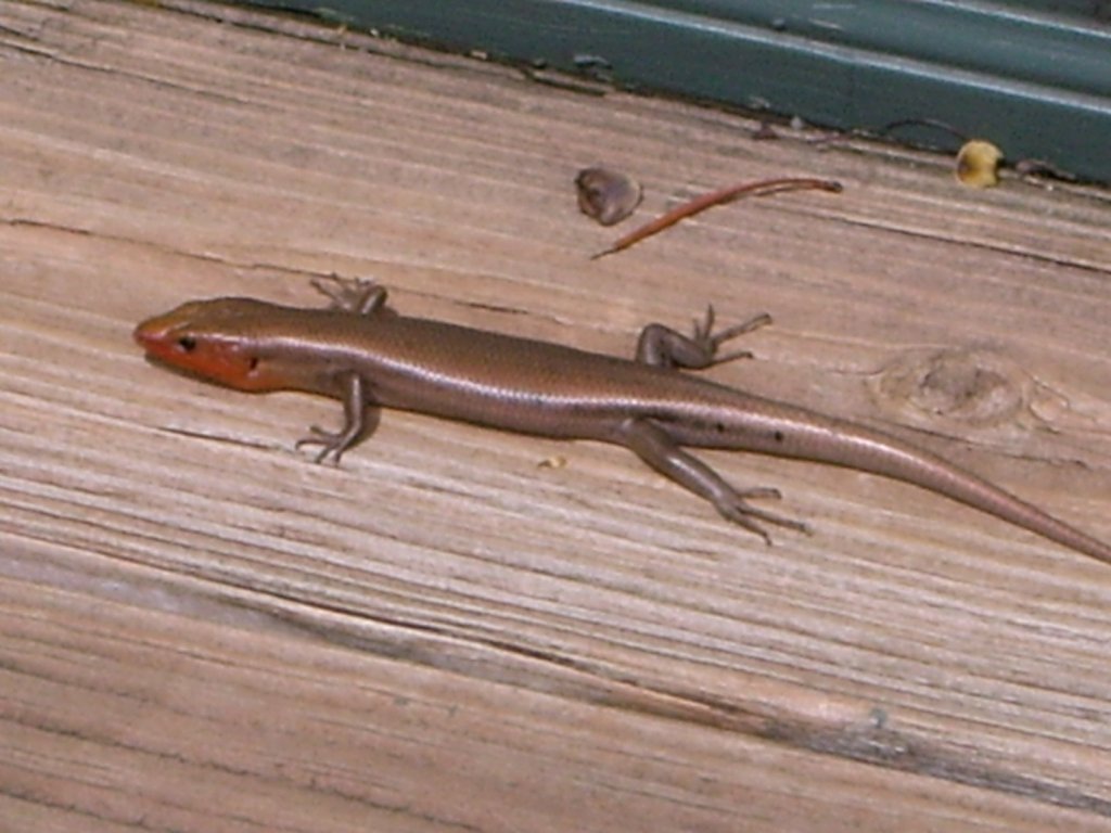 Maywoods - May 2009 Skank lizard