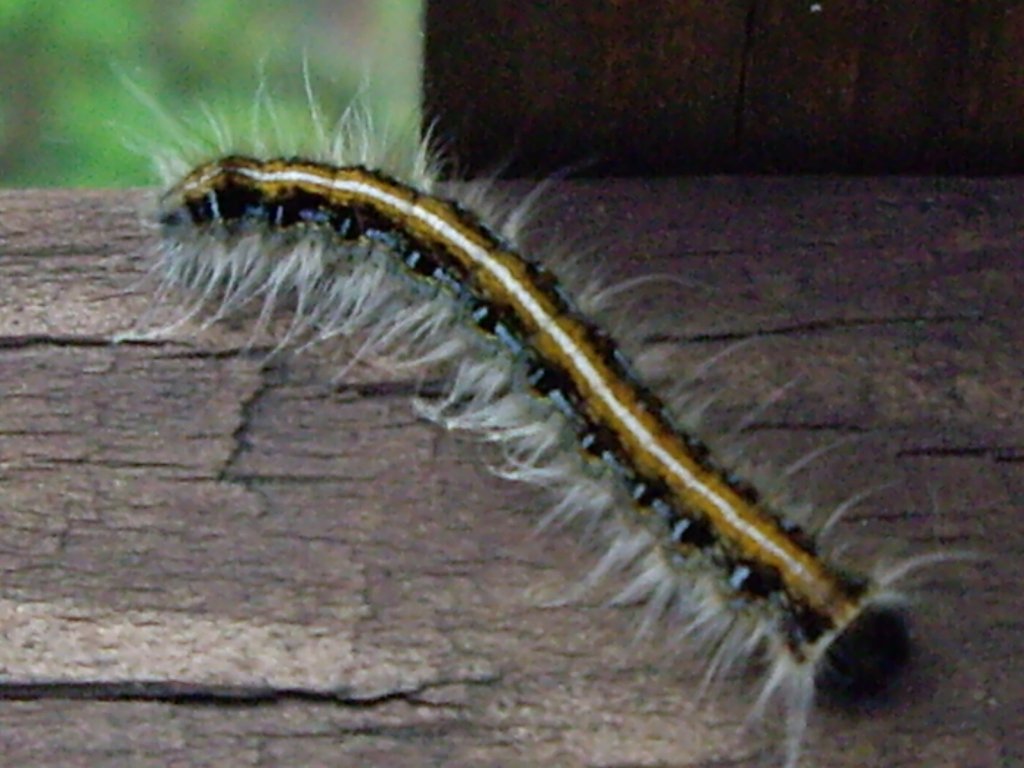 Maywoods - May 2009 - Wooly worm