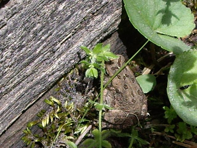 Maywoods - May 2009 - Toad