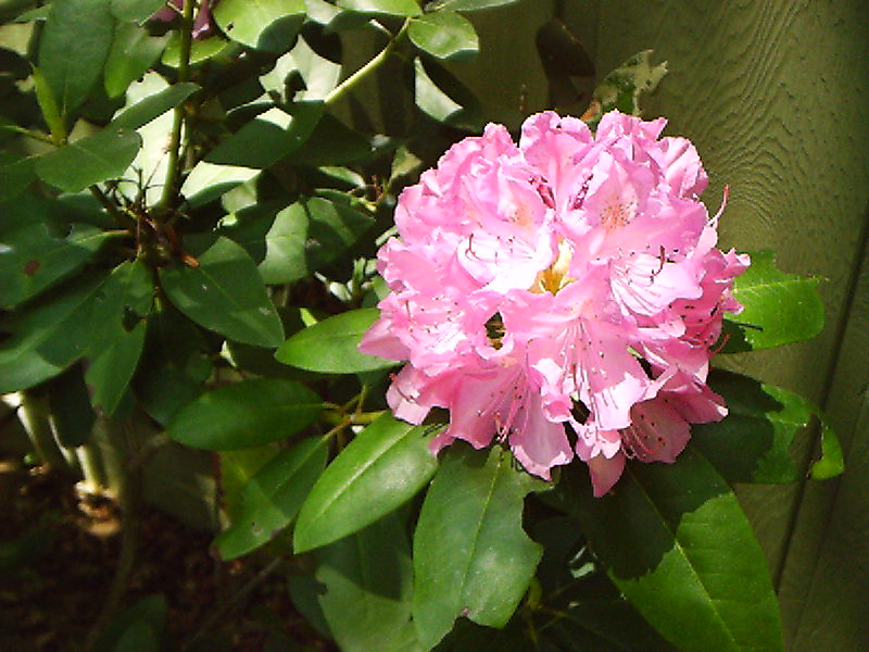 Rhododendren of wondrous beauty