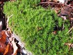 Moss everywhere