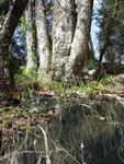 Compound tree showing root system