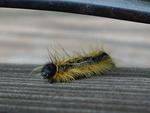 Maywoods - May 2009 - Wooly worm