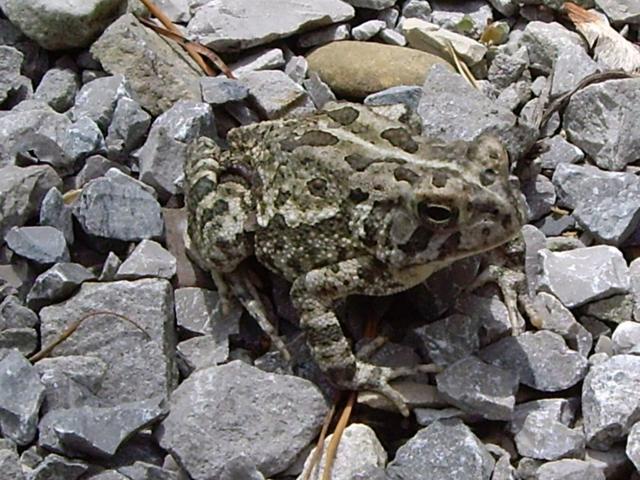 Maywoods - May 2009 - Toad