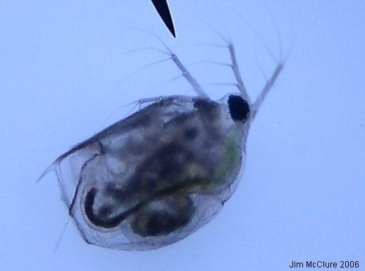 Daphnia