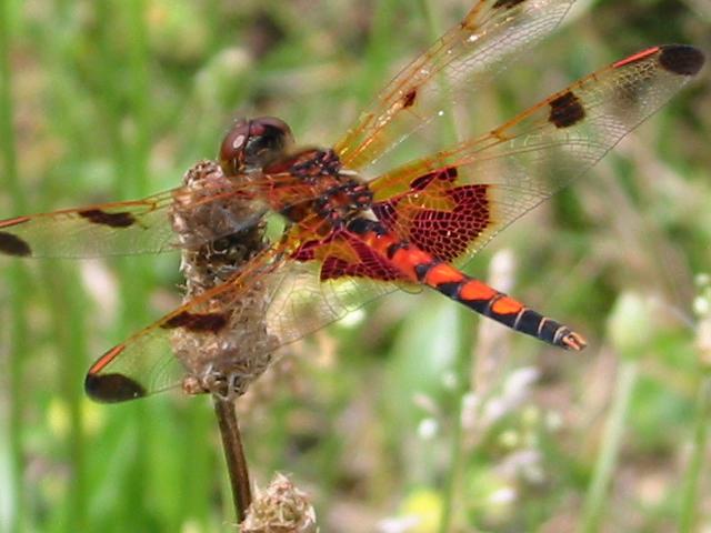 Male Celithemis Elisa (or calico pennant) Dragonfly, or so I'm told....