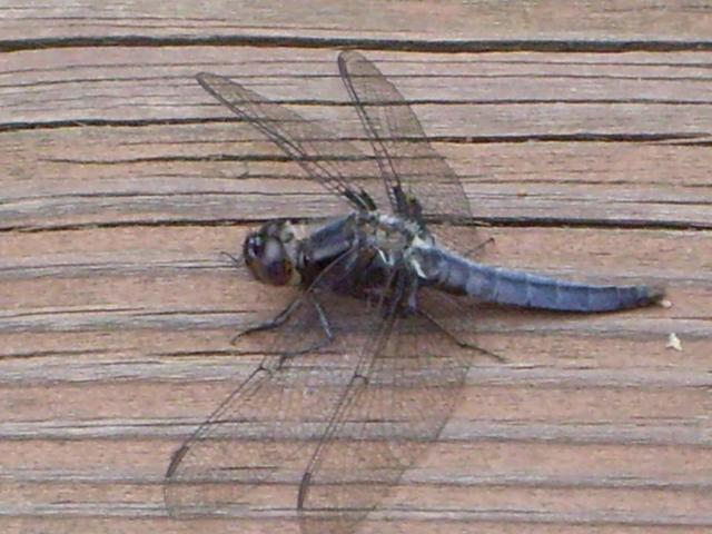 Maywoods - May 2009 - Dragonfly