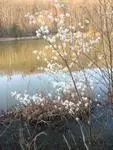 Trees just beginning to bloom