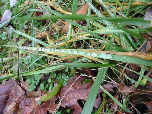 Dew on blade of grass