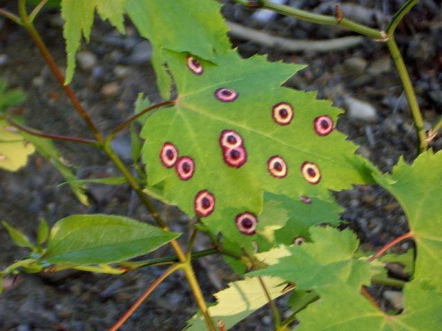 Wasp had laid eggs on a maple leaf