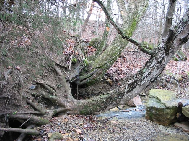 Trees fallen over still viable and growing ... up