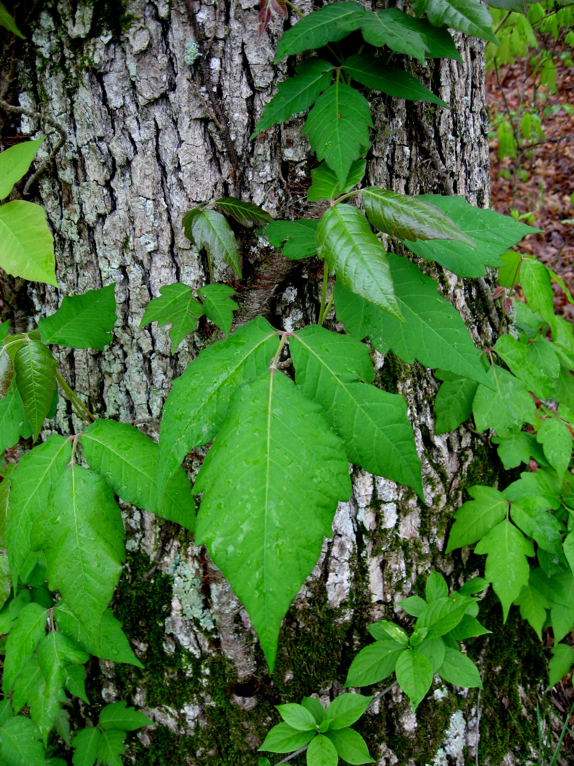 Lovely leaves, ya' think?