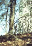 Birdwatching