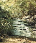 Stream