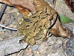 Toad encountered on a trail at Maywoods, Sept. 2002. Playing with the close up function of my Canon A20 here.