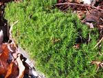 Moss everywhere