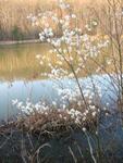 Trees just beginning to bloom