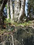 Compound tree showing root system